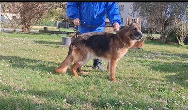 Femmina Adulta Pastore Tedesco