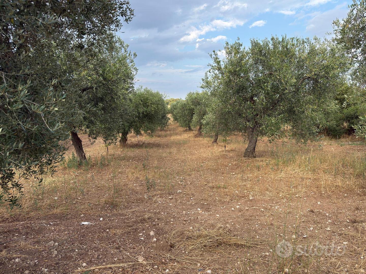 Uliveto produttivo di 2 ettari a Montecamplo - Altro