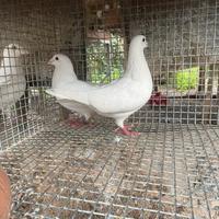 Colombi viaggiatori bianchi thomson