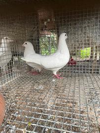 Colombi viaggiatori bianchi thomson