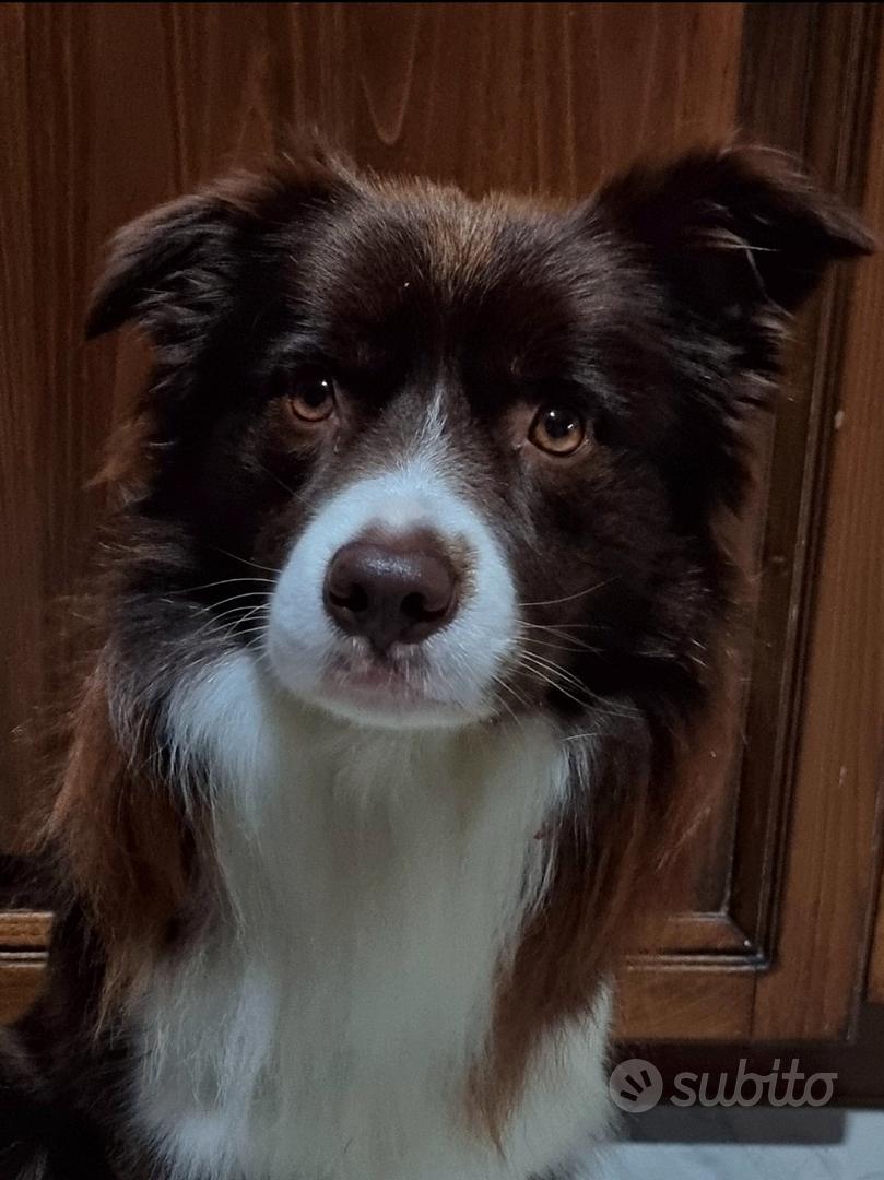 Adesivi Inter Adesivo Per Auto, 25 Cm (9,8 Pollici), Bordo Collie On Board Colla Paraurti Auto - 6