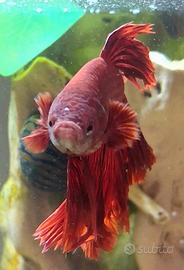 Pesce betta acquario