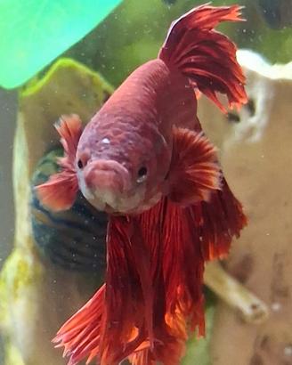 Pesce betta acquario