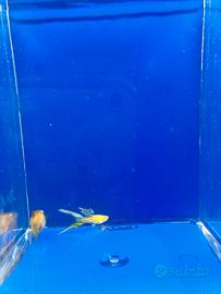 Guppy show