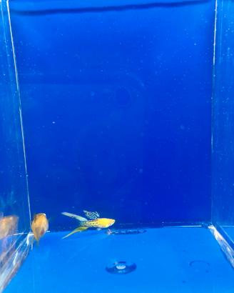 Guppy show
