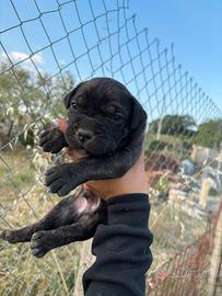 Cane corso
