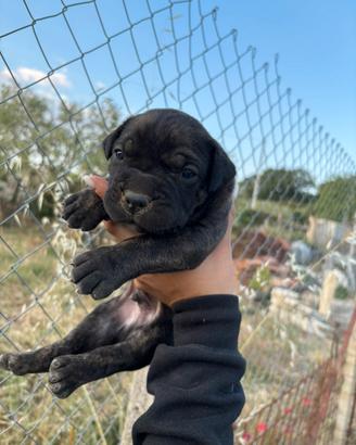 Cane corso