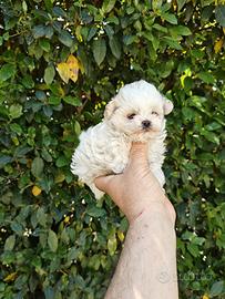 Maltipoo
