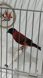 Cardinalino del venezuela