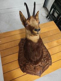 Testa capriolo da parete