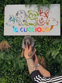 Cuccioli di bassotto