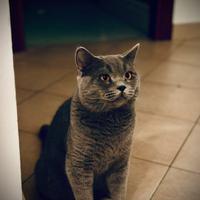 Scottish fold per accoppiamento