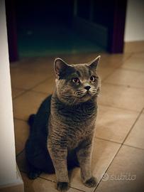 Scottish fold per accoppiamento