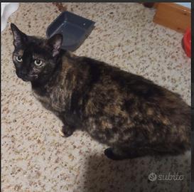 PANDORA splendida miciotta