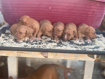 Pitbull ukc