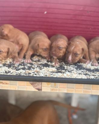 Pitbull ukc