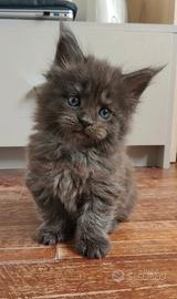 Maine coon black smoke certificati afsi