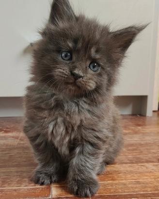 Maine coon black smoke certificati afsi