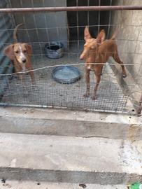 Spinger Beagle e cirneca