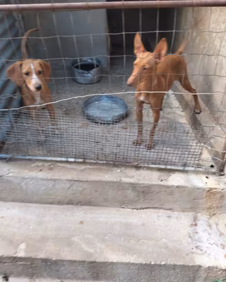 Spinger Beagle e cirneca