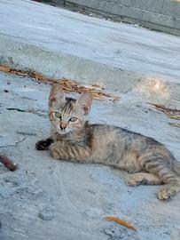 Gattini
