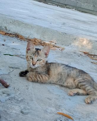 Gattini