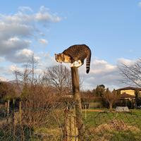 Gattina maculata gattina bianca e gatta bianca e n