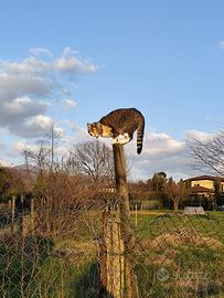 Gattina maculata gattina bianca e gatta bianca e n
