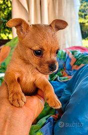 Meticci piccolissima taglia cagnolini toy