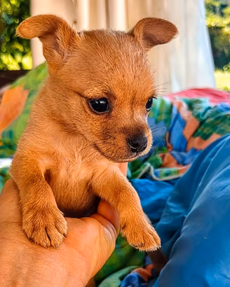 Meticci piccolissima taglia cagnolini toy