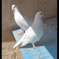 Colombe e germani reali