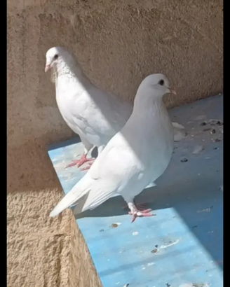 Colombe e germani reali