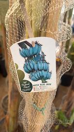 Musa Blu Java banano blu