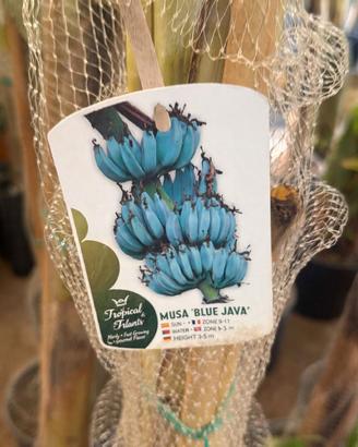 Musa Blu Java banano blu