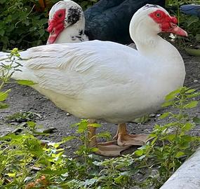 Maschi di Anatra muta