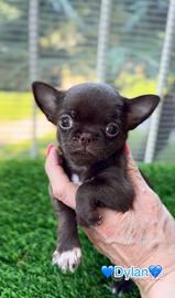 Dylan maschio pronto chihuahua con pedigree