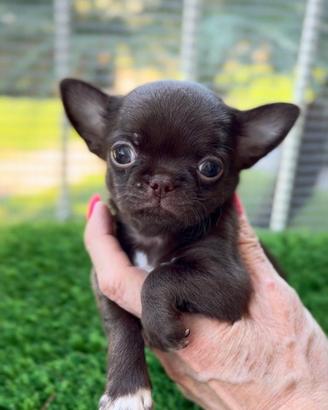 Dylan maschio pronto chihuahua con pedigree
