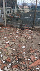 Gallinelle galli oca cignide oca classica