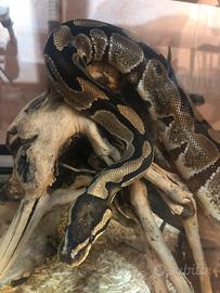 Pitone reale maschio