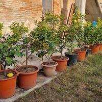 piante di limoni in vaso 