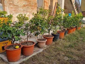 piante di limoni in vaso 