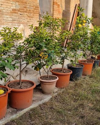 piante di limoni in vaso 