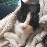 Susy gattina di 6 mesi