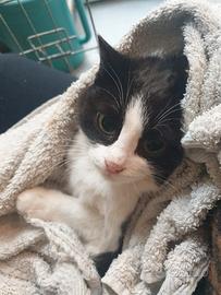 Susy gattina di 6 mesi