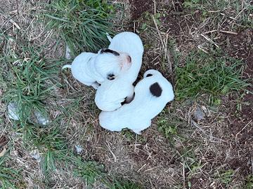 Cuccioli di setter - Animali In vendita a Frosinone