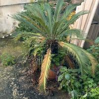 Cycas
