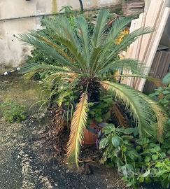 Cycas