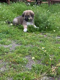 Cuccioli di pastore del Caucaso Disponibili