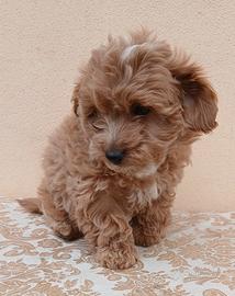 Maltipoo