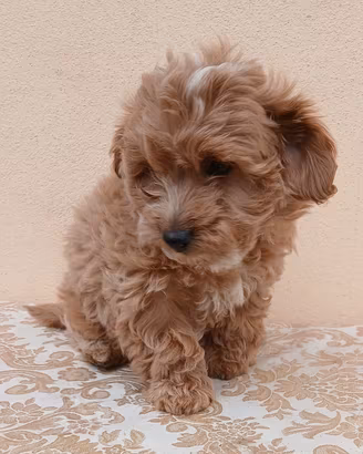 Maltipoo